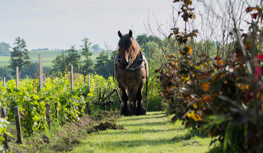 Château Faurie de Souchard Image