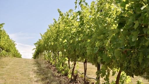 Chateau Rollat Winery Image