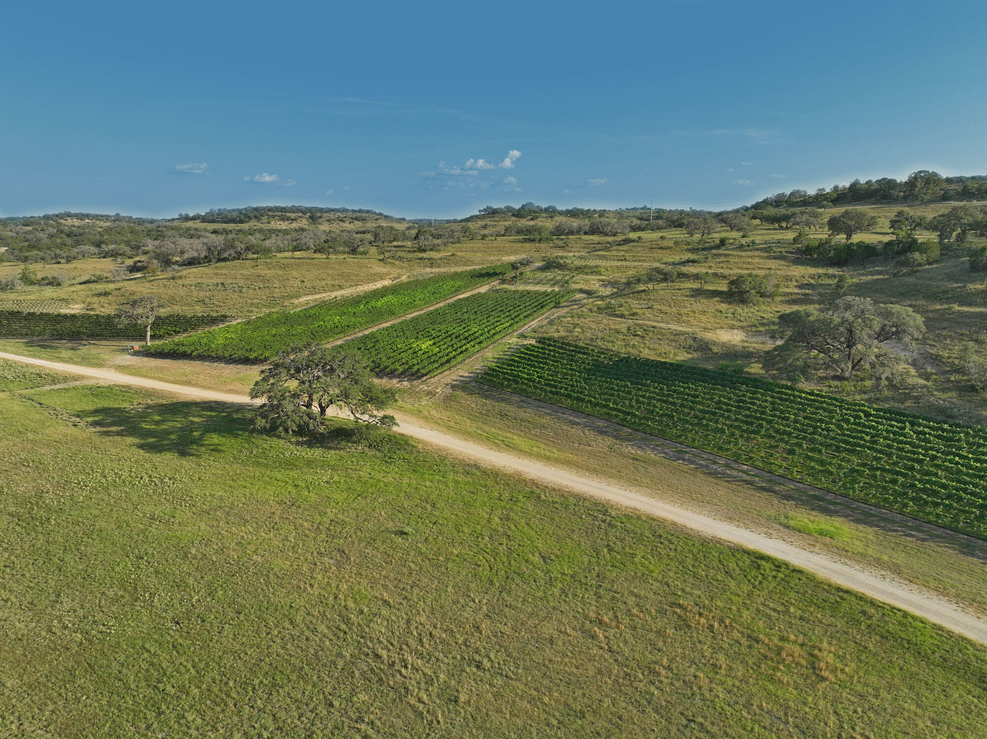 Turtle Creek Vineyard Cover Image