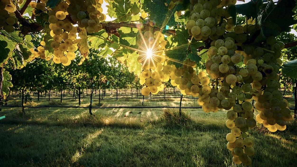 Wildseed Farms & Winery Cover Image