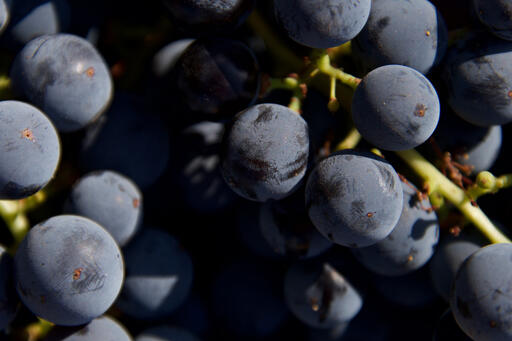 Adega Vinho Image