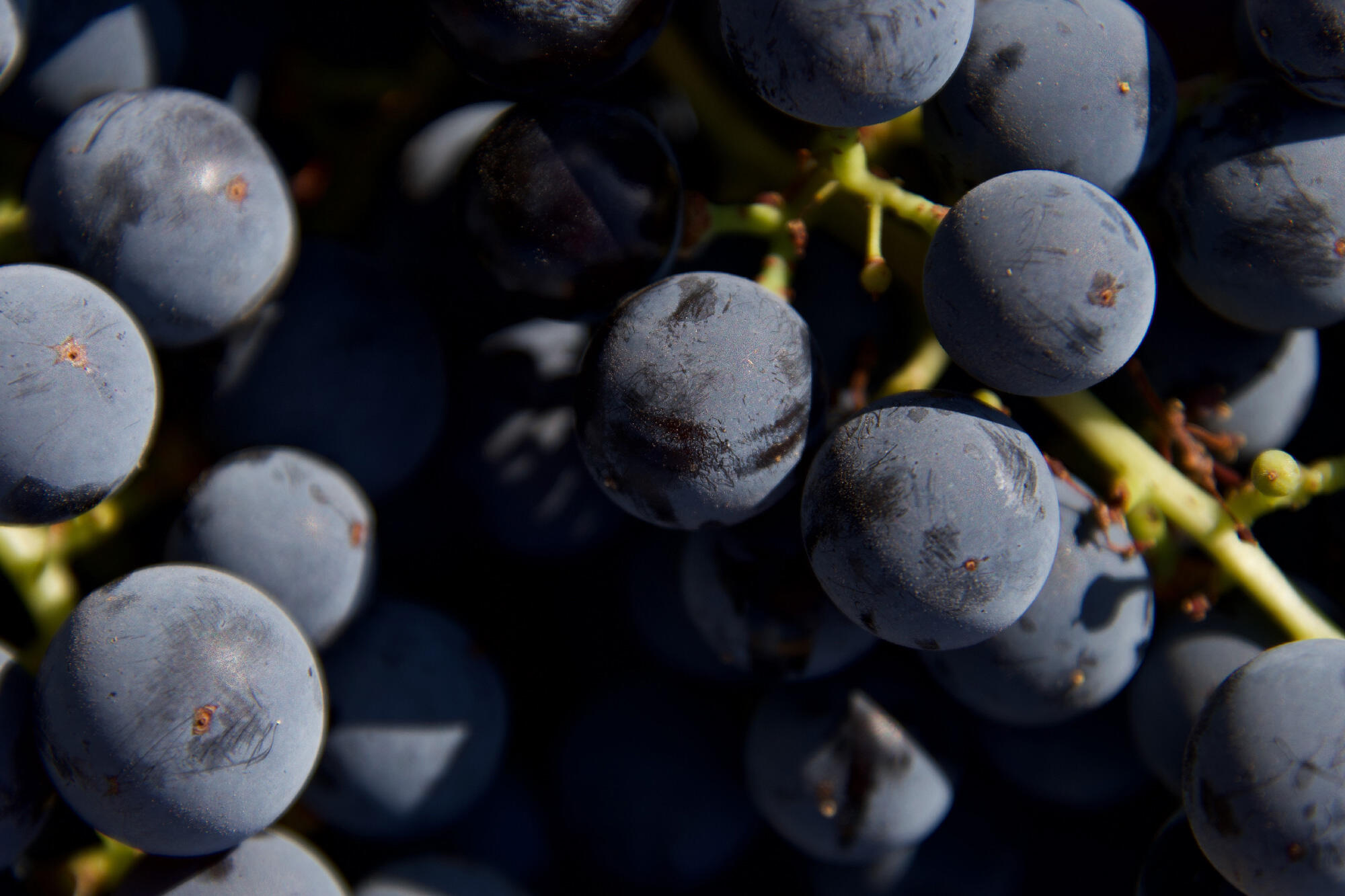 Adega Vinho Cover Image