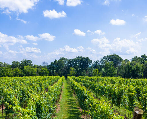 Pieri Farm & Winery Image