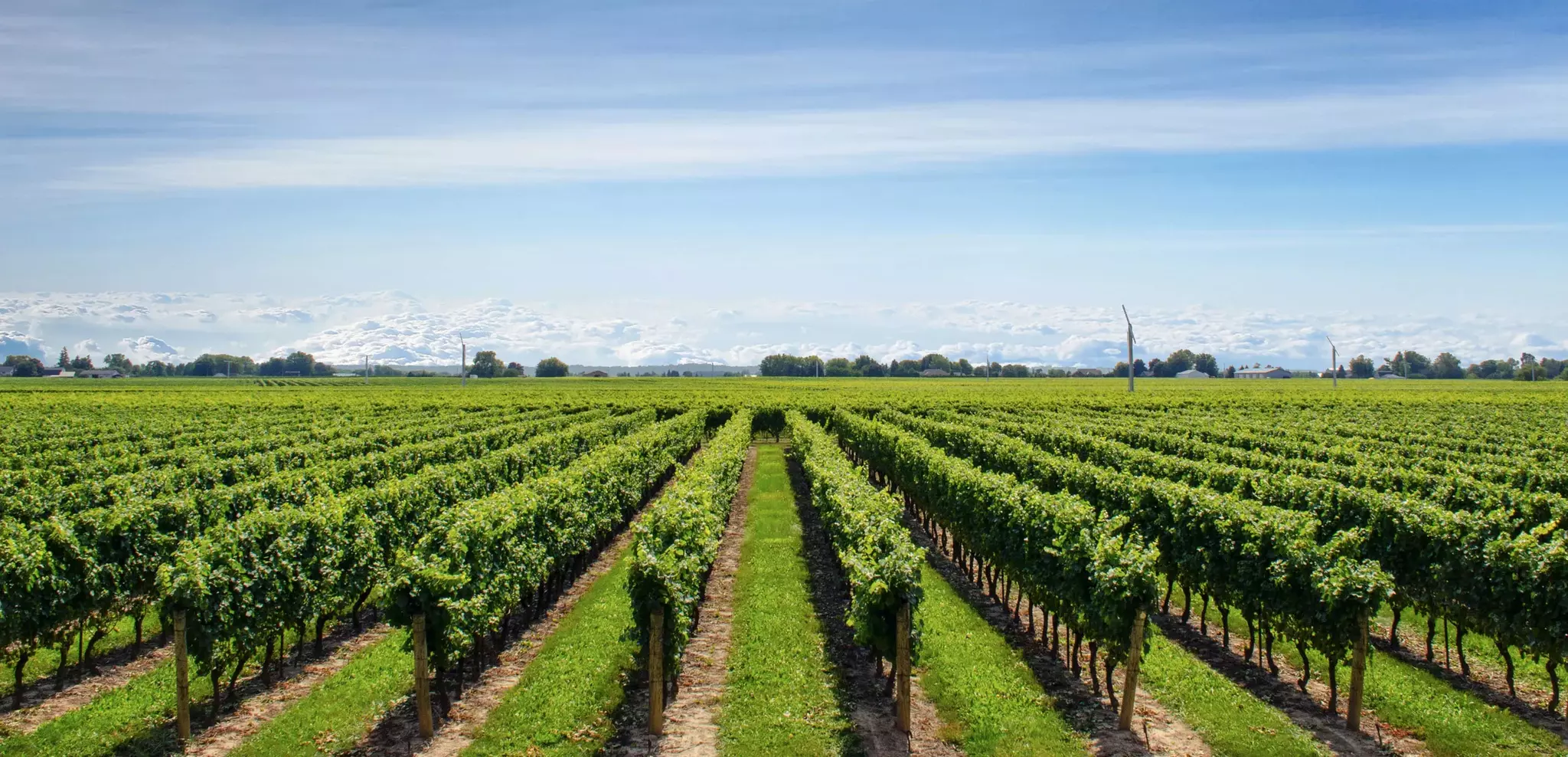 Mount Hope Estate & Winery Cover Image