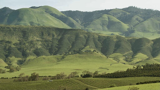 Chamisal Vineyard Image