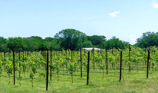 Longhorn Cellars Image