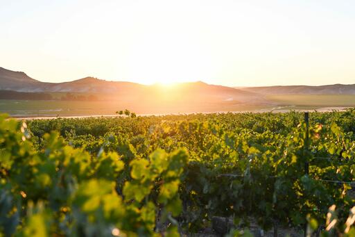 Rock Spur Vineyards Image