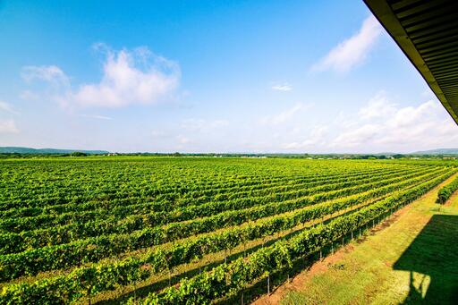 Uplift Vineyard Image