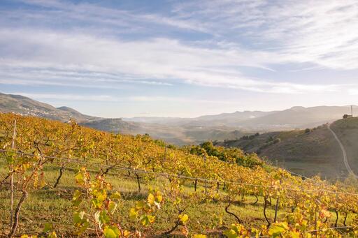 Aldo Viola Vini Image