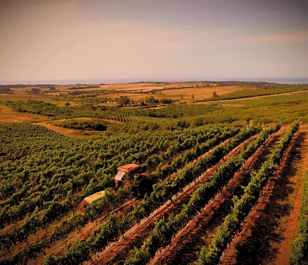 Bodega Cerro del Toro Cover Image