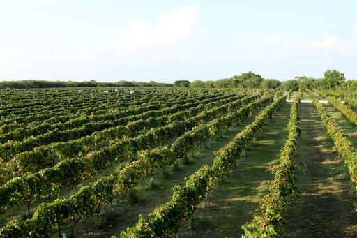 Messina Hof Winery Image