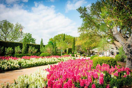 Signor Vineyards Image