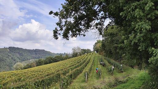 Azienda Agricola Gallo Image