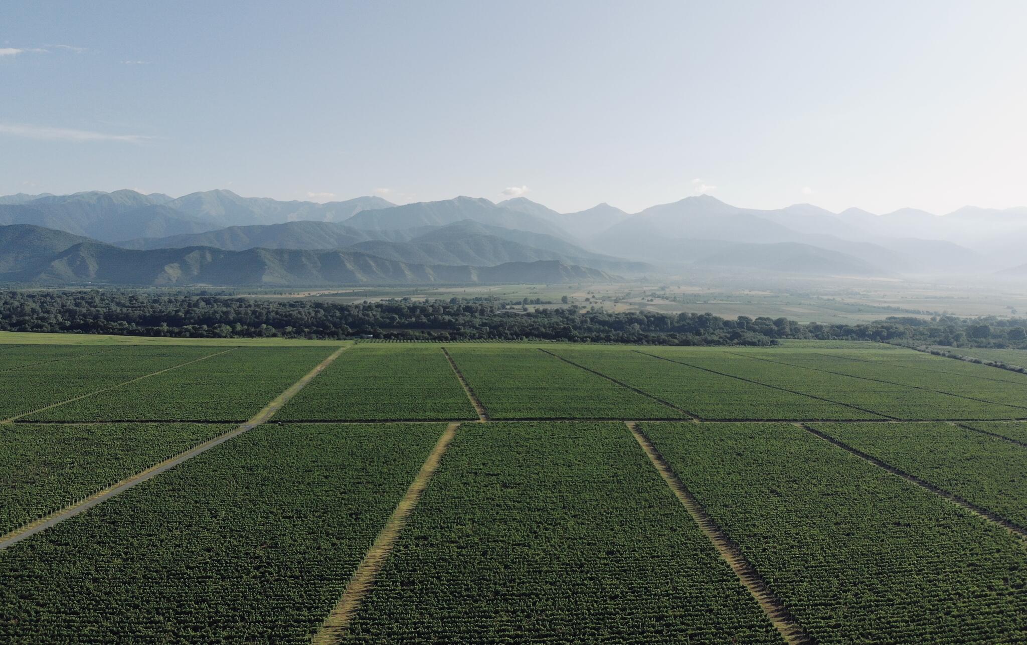 MARANI - JSC Telavi Wine Cellar Cover Image