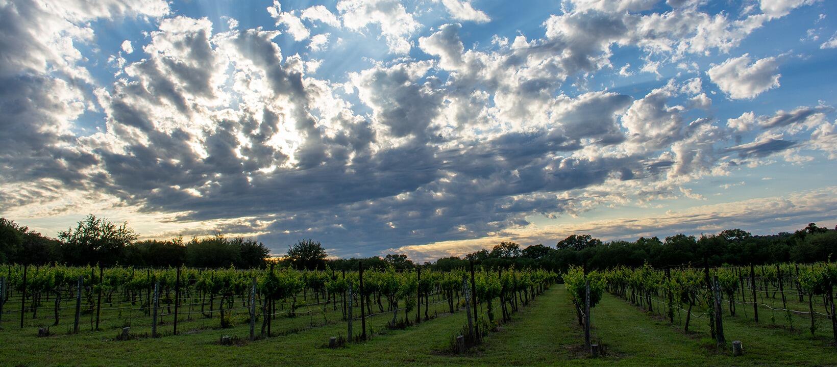Westcave Cellars Winery & Brewery Cover Image