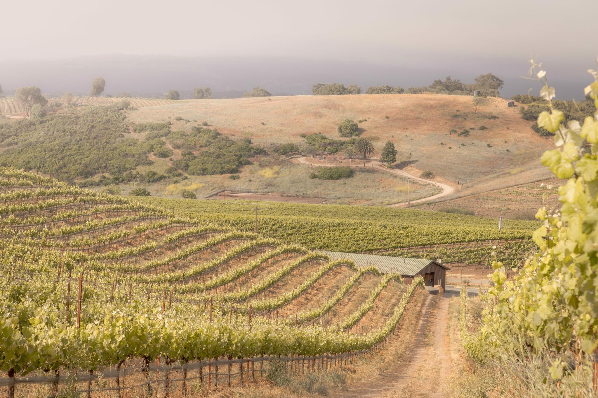 Kiler Canyon Vineyard Cover Image