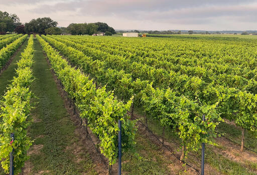 Peters Prairie Vineyard Image