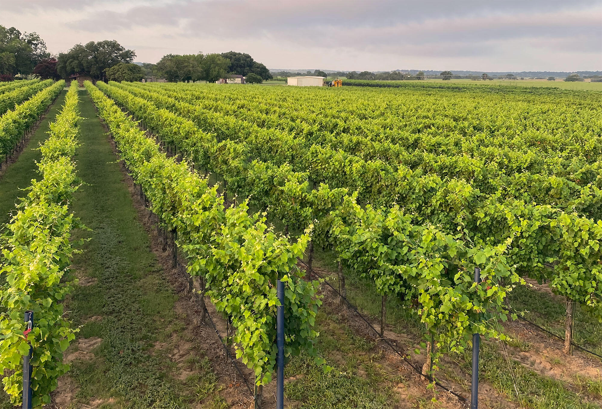Peters Prairie Vineyard Cover Image