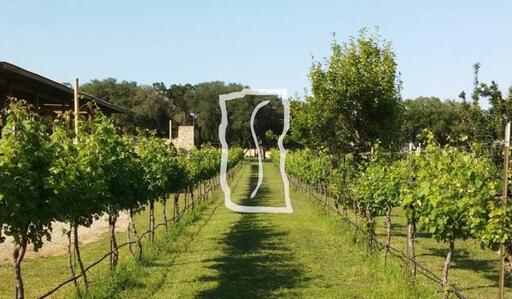 Solaro Estate Winery Image