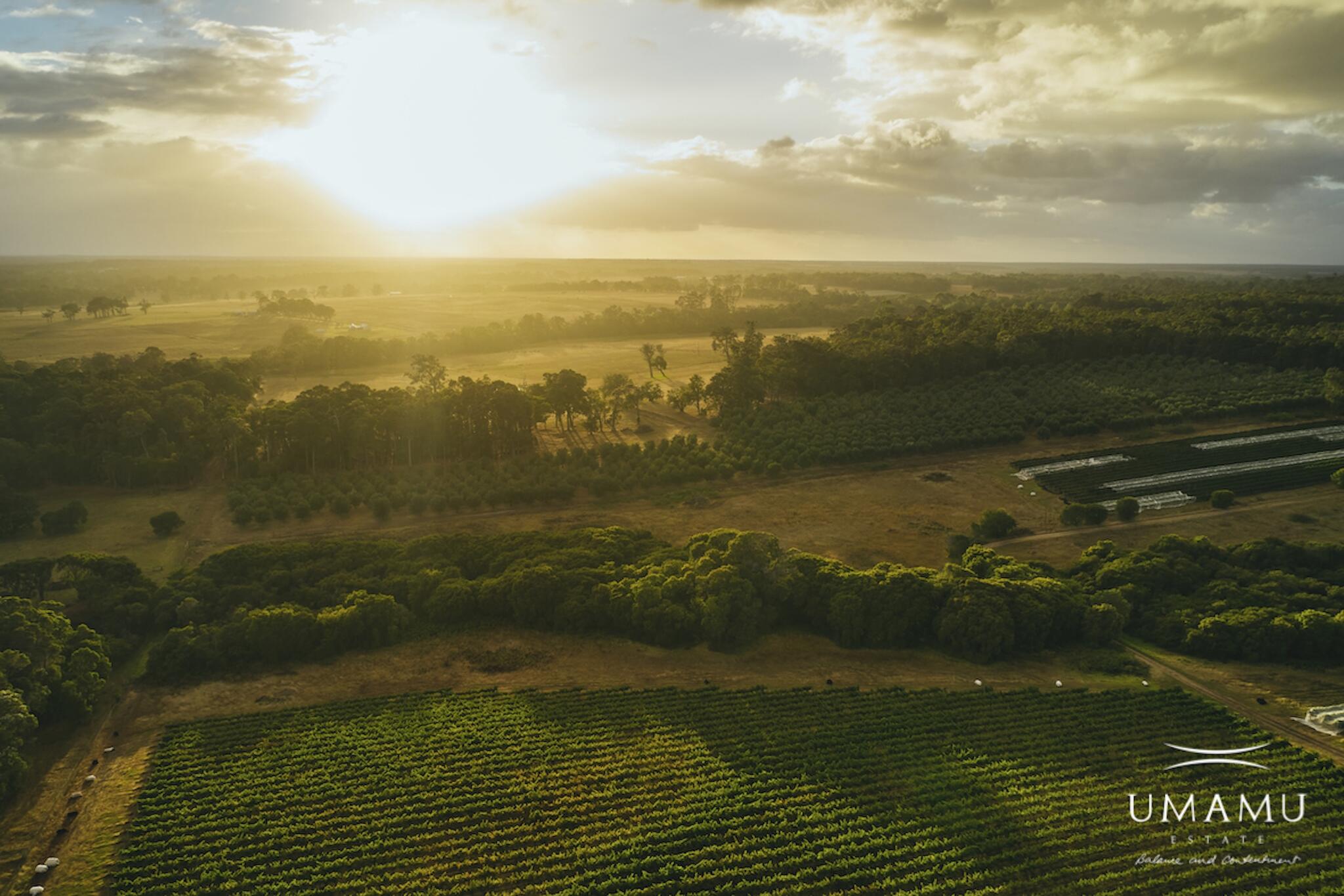UMAMU Estate Cover Image