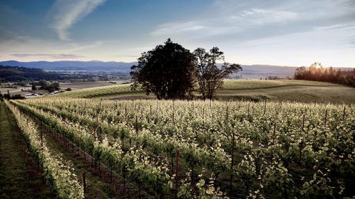 Battle Creek Cellars Image