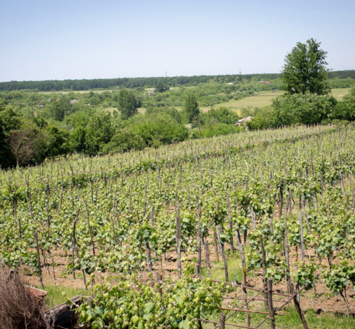 Baia’s Wine Image