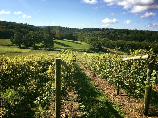 Deerfoot Vineyards & Winery Image