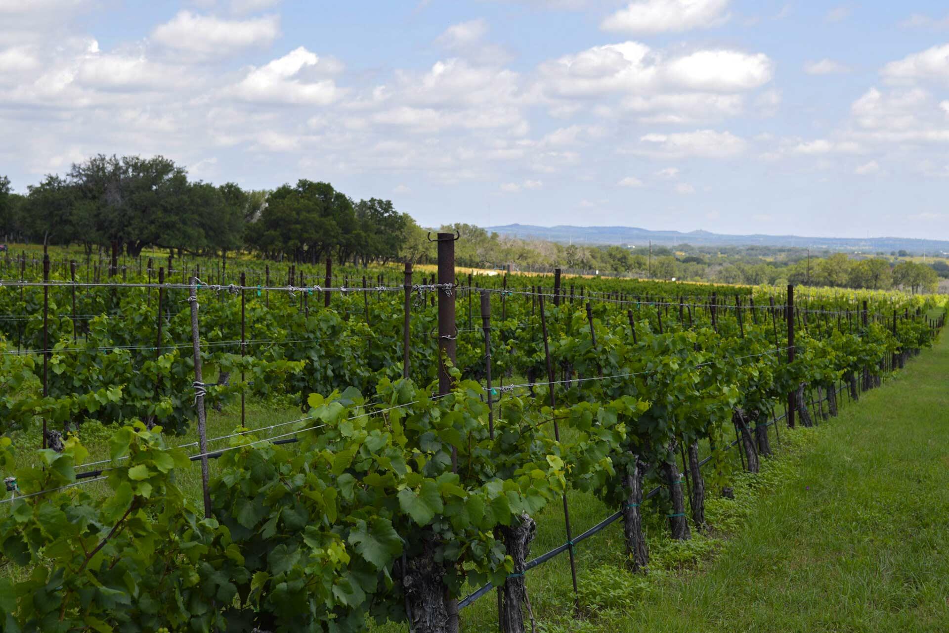 Texas Hills Vineyard Cover Image