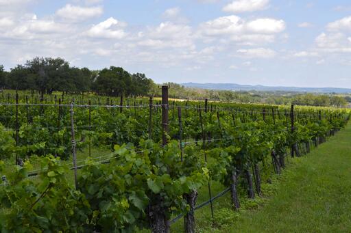 Texas Hills Vineyard Image