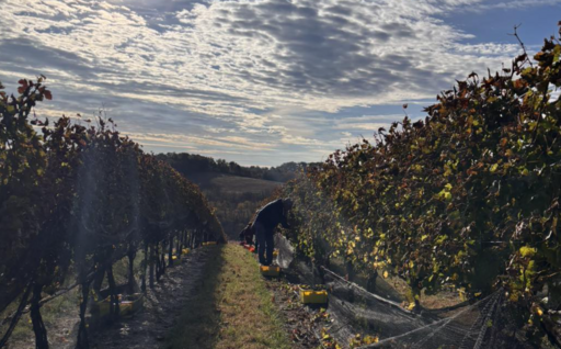 Weathered Vineyards & Winery Image