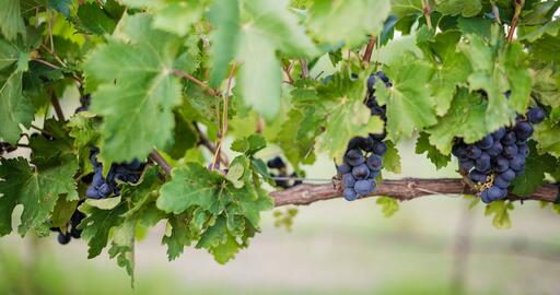 Ron Yates Winery Image