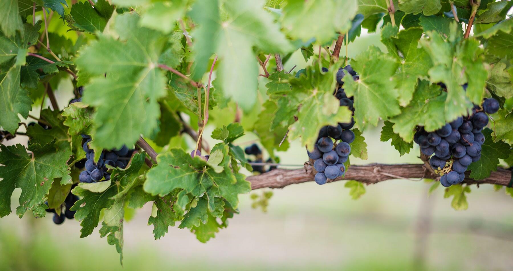 Ron Yates Winery Cover Image