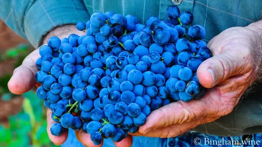 Bingham Family Vineyards Image