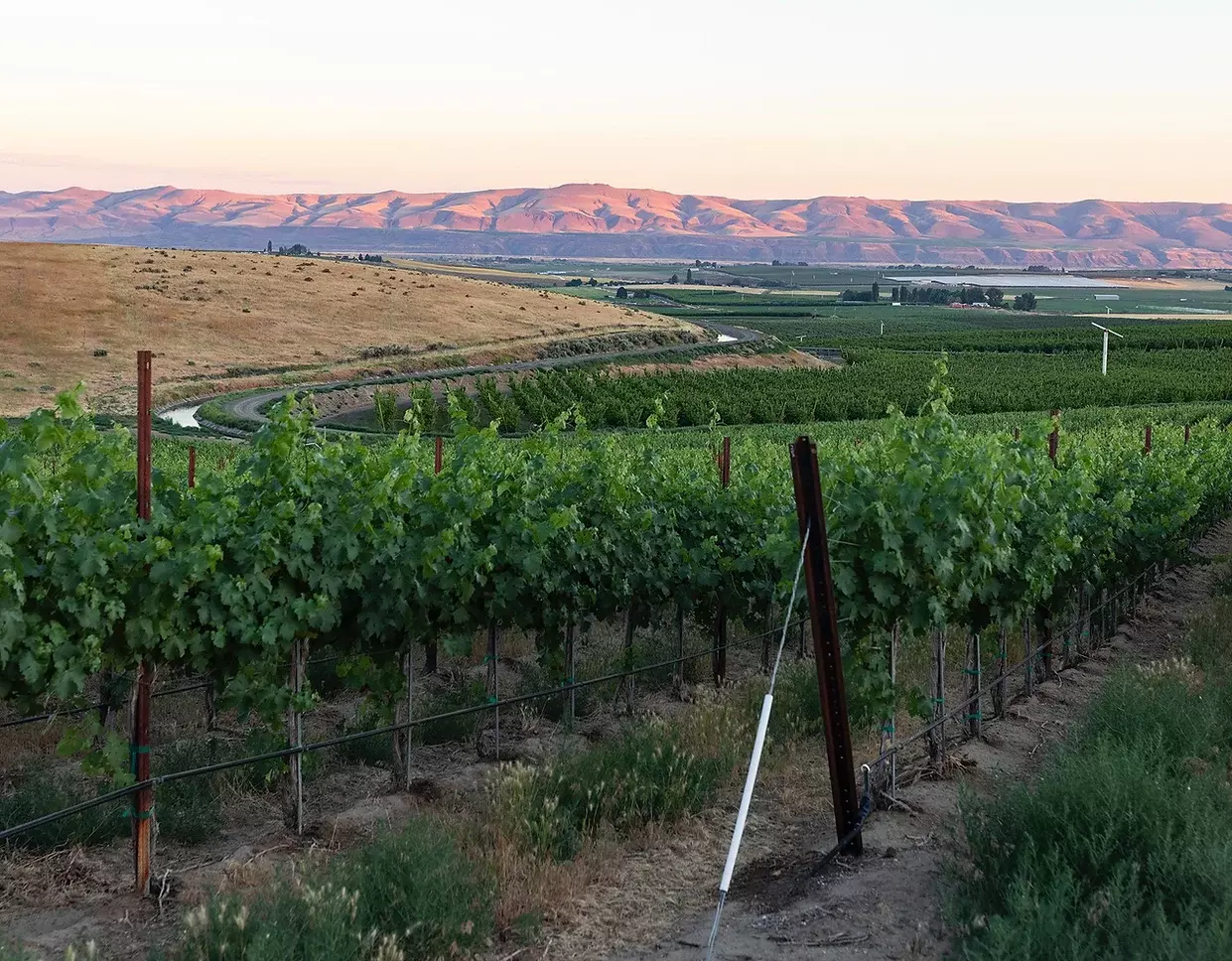 Gård Estate Wines Cover Image