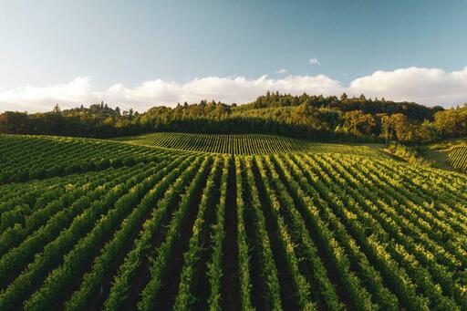 Proteus Wines Image