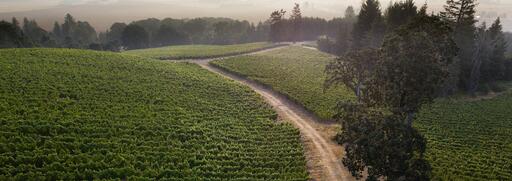 ...and... Wine Company Image