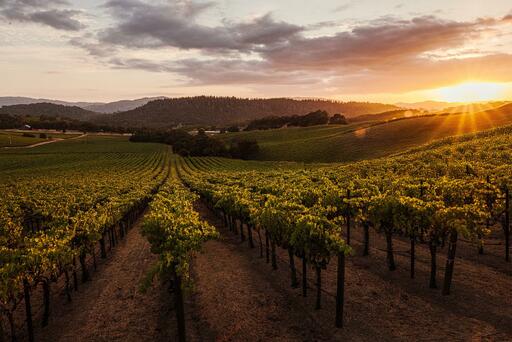 Lewis Cellars Image