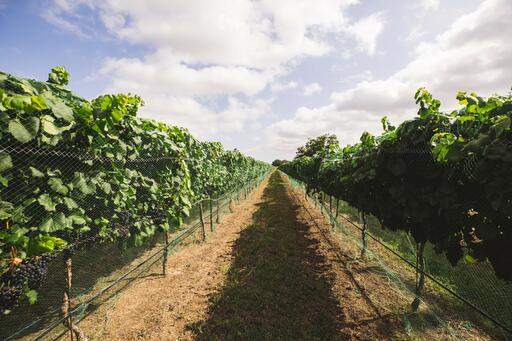 Texas Heritage Vineyard Image