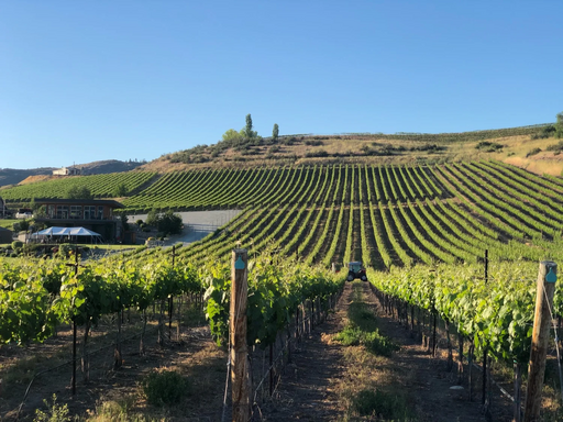 Amos Rome Vineyards Image