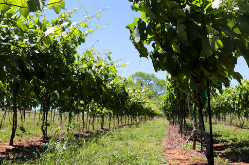 Messina Hof Winery Image